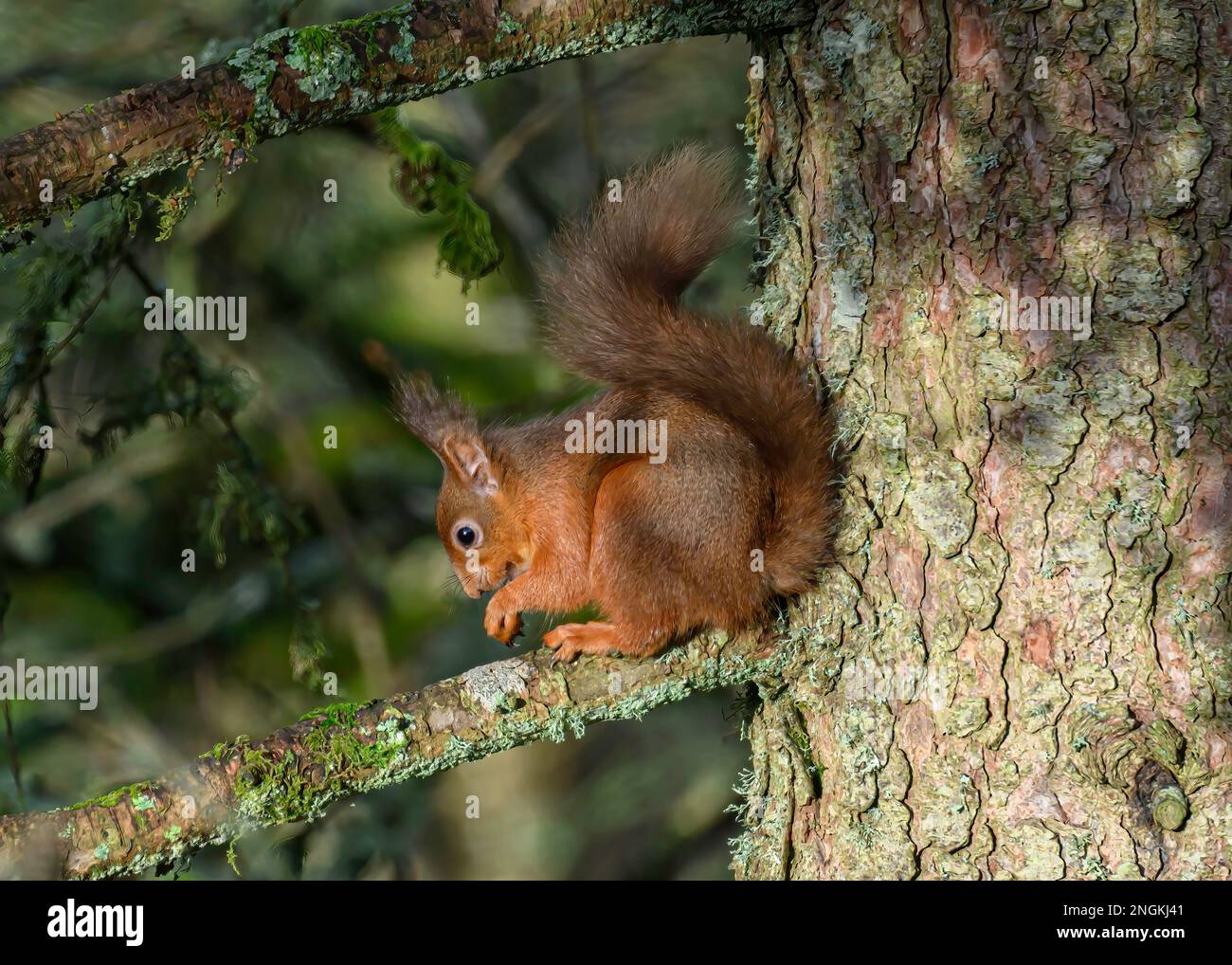Red squirrel (Sciurus vulgaris) feeding in a larch tree, Dumfries, SW Scotland Stock Photo