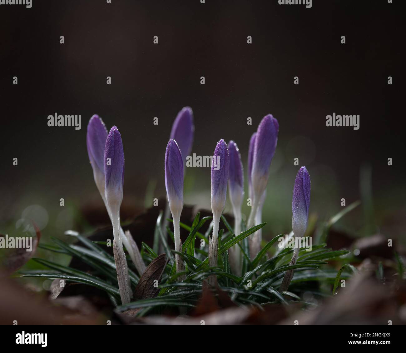 Crocuses (croci) in a morning dew. Stock Photo