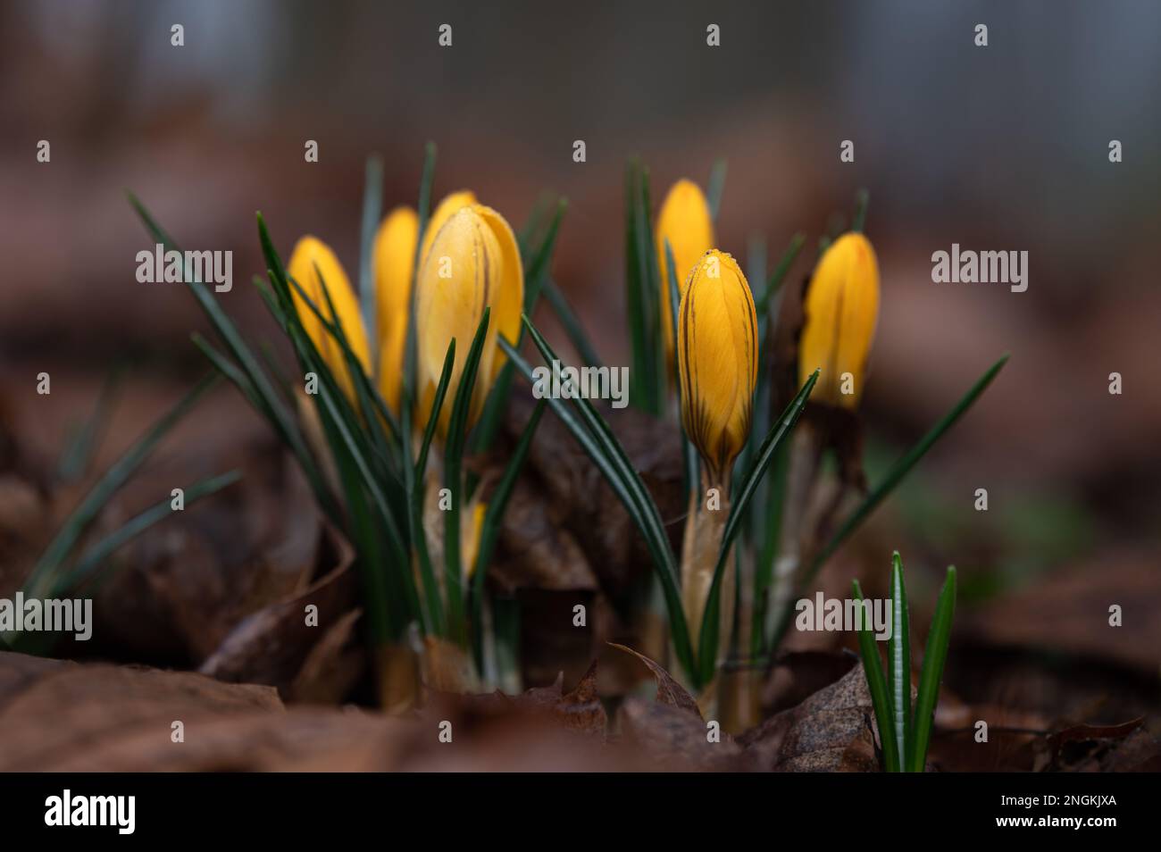 Crocuses (croci) in a morning dew. Stock Photo
