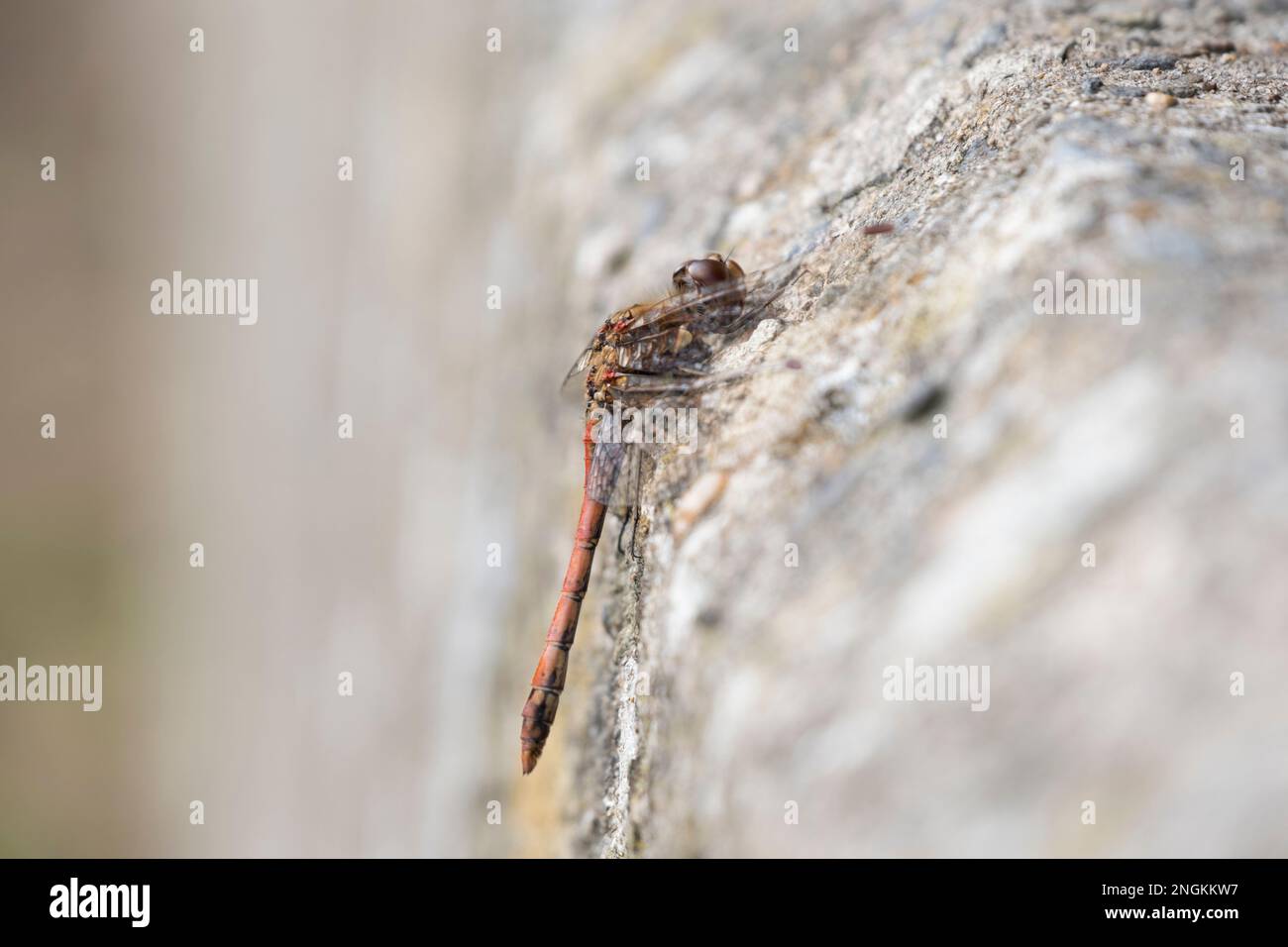 A red darter dragonfly (Sympetrum fonscolombii), perched on a stone wall. Stock Photo