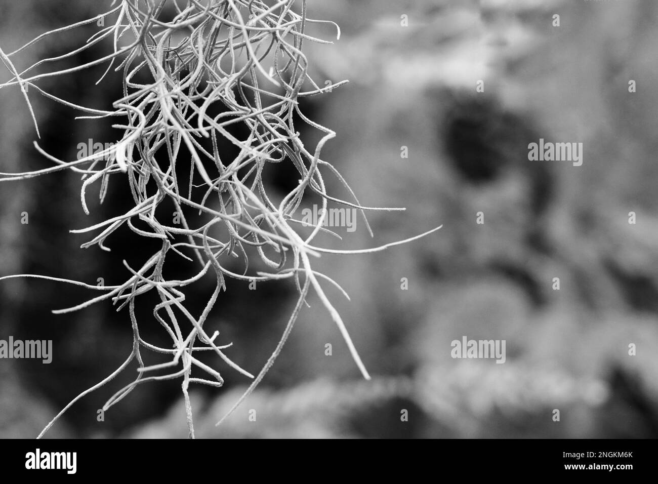 Typical tropical Spanish moss hanging in the trees Stock Photo Alamy