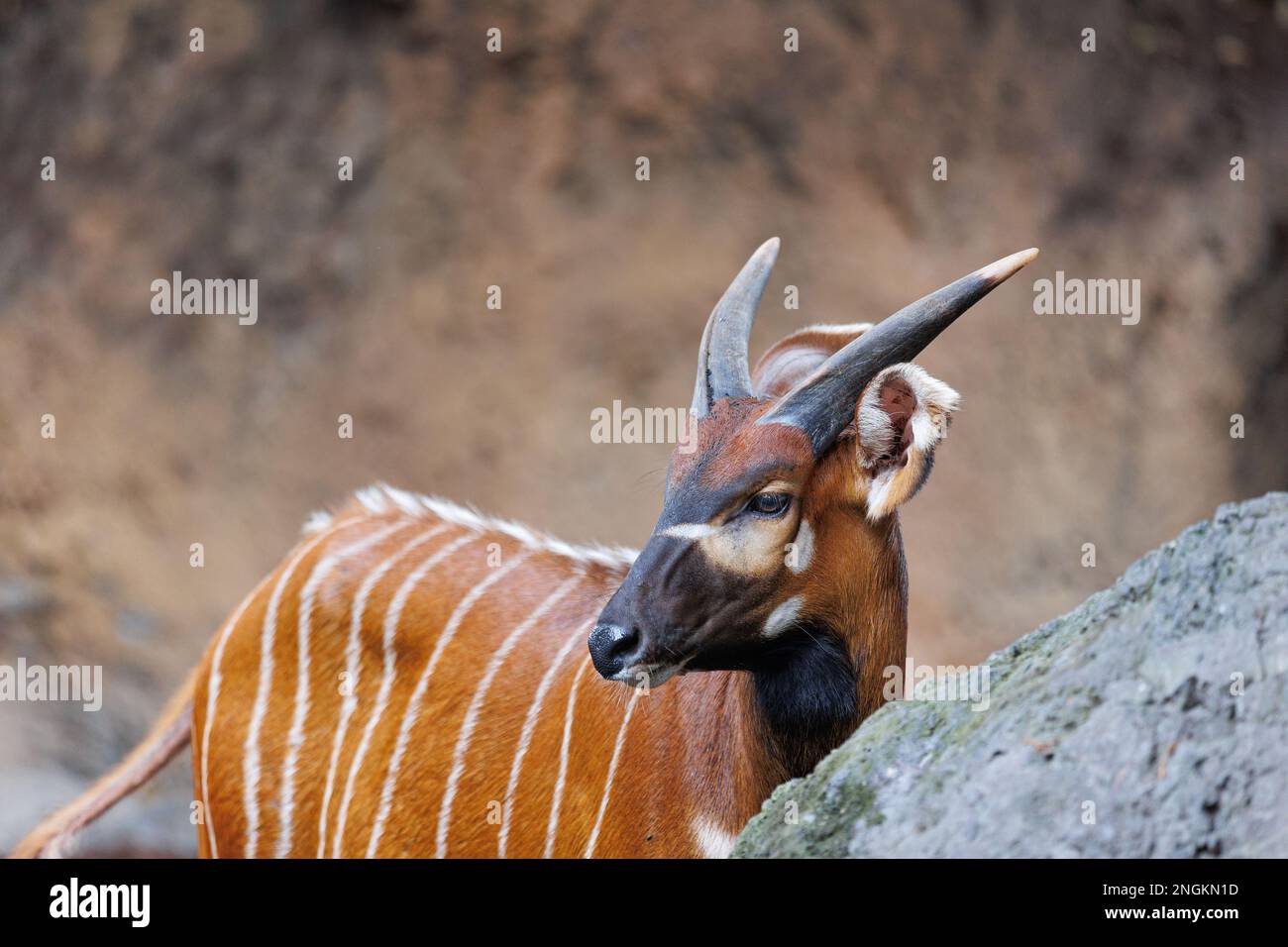 The Eastern Bongo - Tragelaphus eurycerus - an herbivorous nocturnal ...