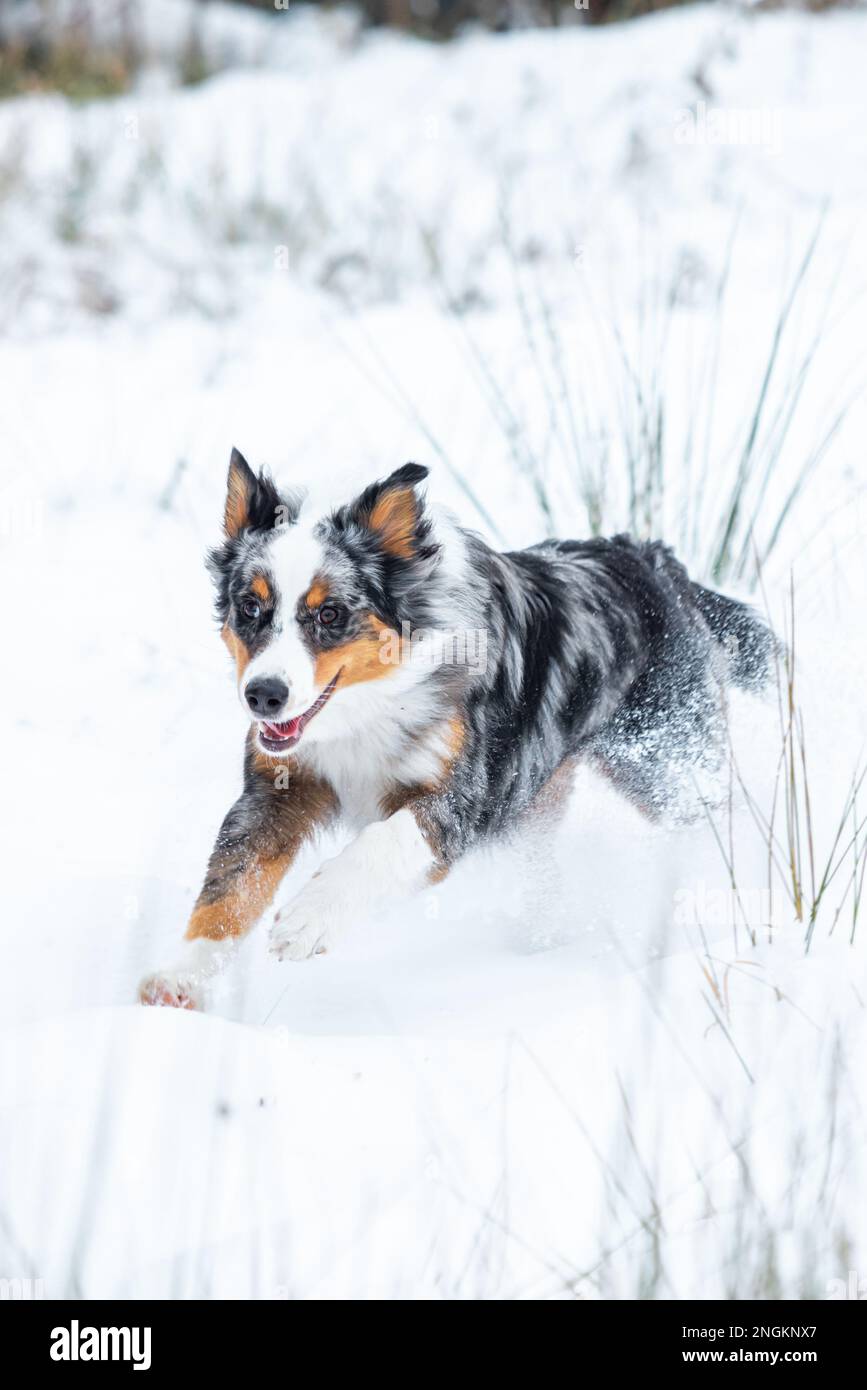 Breeds endurance hires stock photography and images Alamy