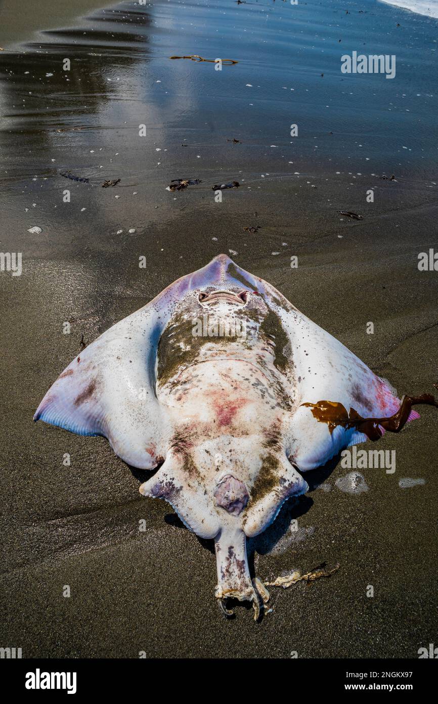 Dead Big Skate, Beringraja binoculata, washed up on Shi Shi Beach in
