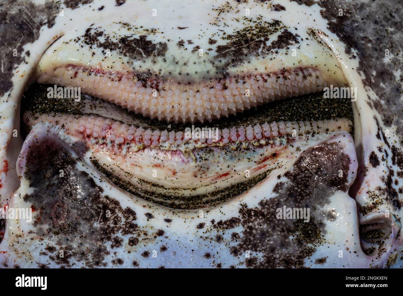 Mouth and rows of teeth on a dead Big Skate, Beringraja binoculata