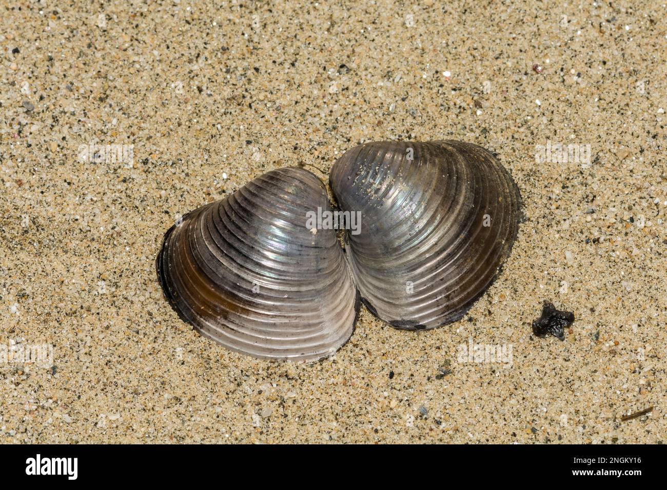 Asian Clam - Corbicula fluminea Stock Photo