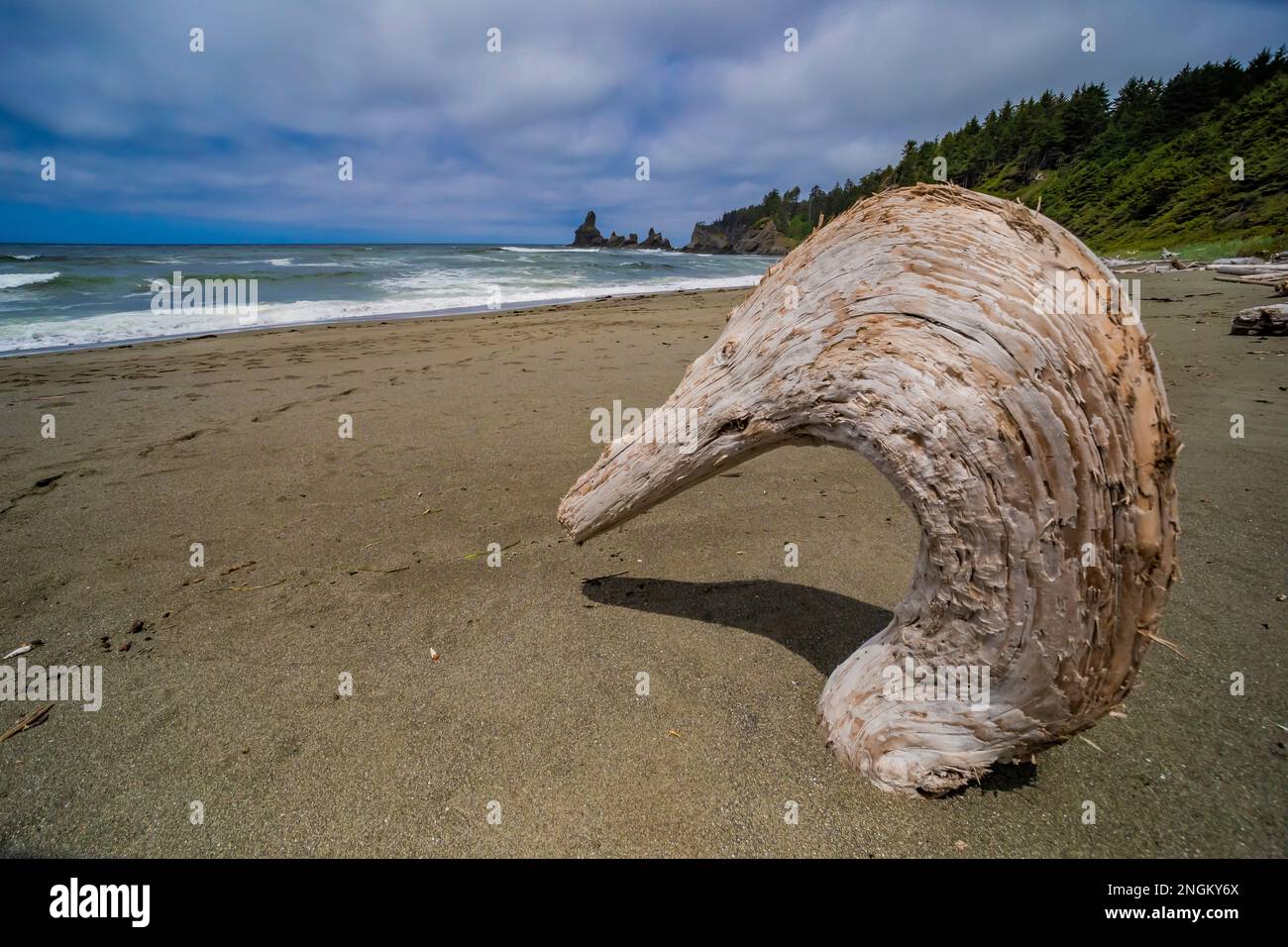 Duck head driftwood on Shi Shi Beach in Olympic National Park, Washington State, USA Stock Photo