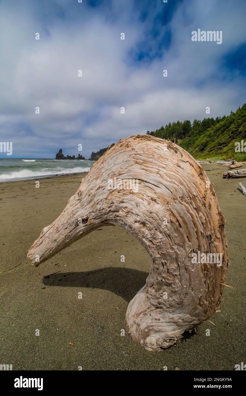 Duck head driftwood on Shi Shi Beach in Olympic National Park, Washington State, USA Stock Photo