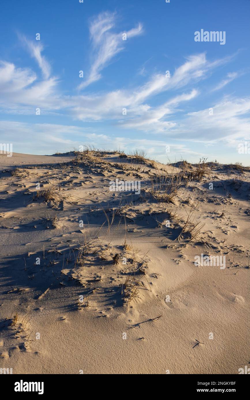 Sand dunes and vegetation, Assateague Island National Seashore ...