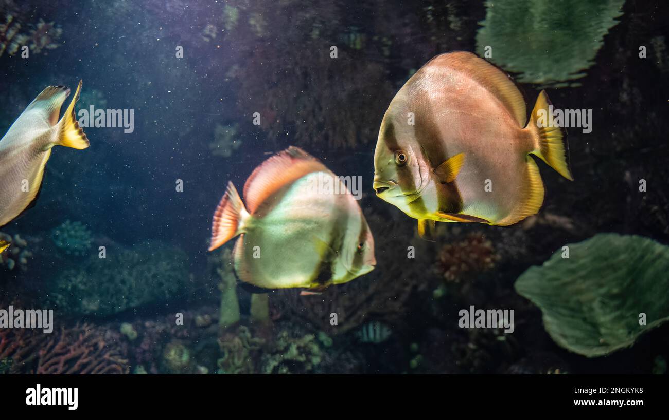 Obicular batfish aka circular batfish or orbit fish found in the sea water of indian and pacific oceans Stock Photo