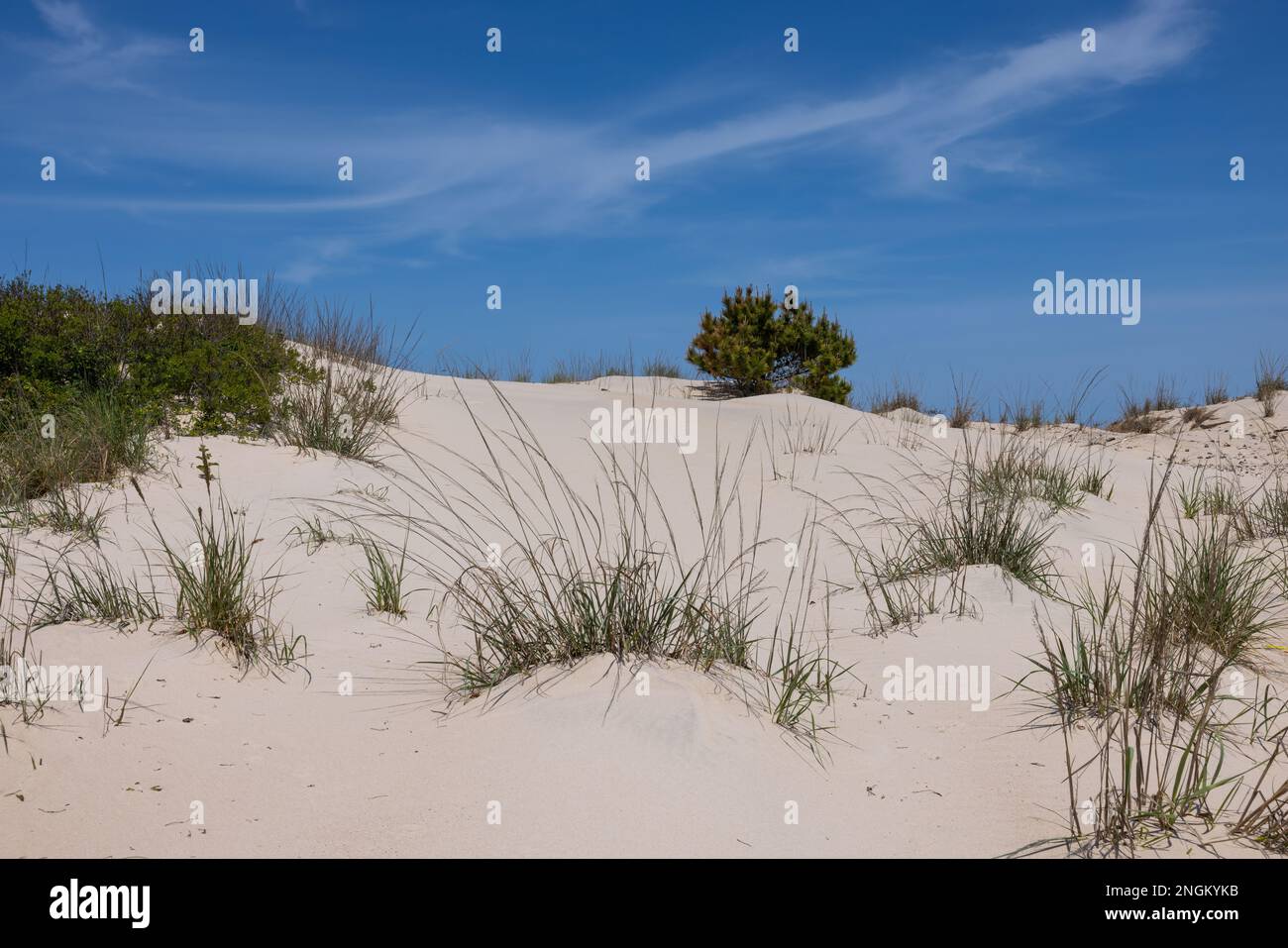 Grasses in a sand dune, Delaware Seashore State Park, Dewey Beach, Delaware Stock Photo