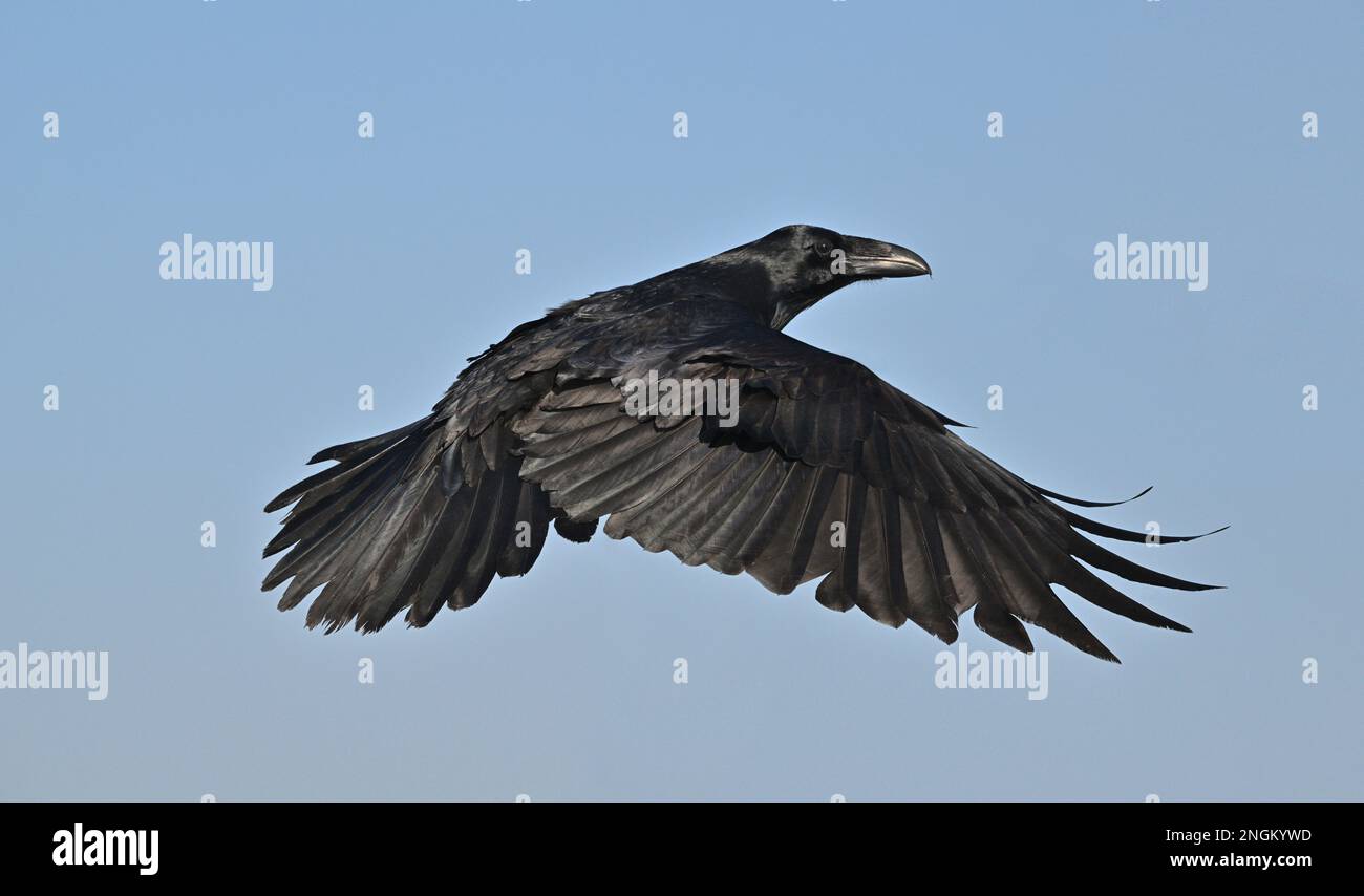 Raven - Corvus corax Stock Photo