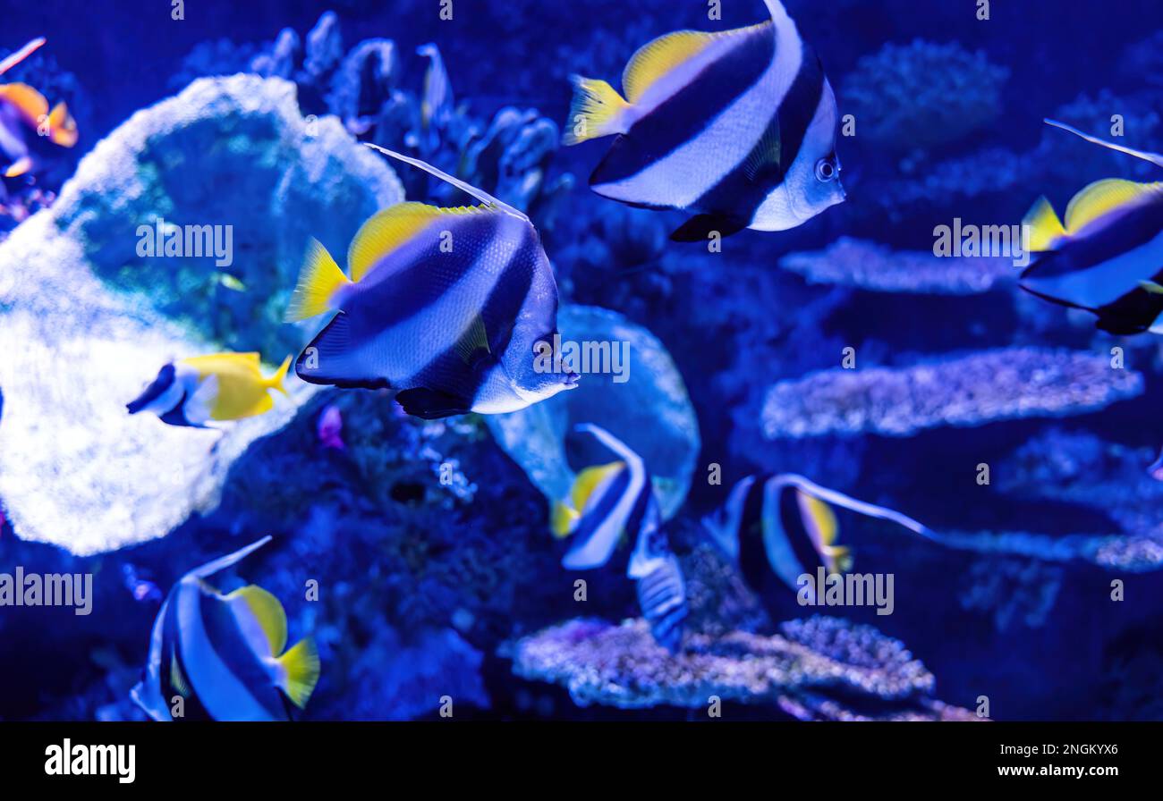 Pennant coralfish aka longfin bannerfish species of chaetodontidae