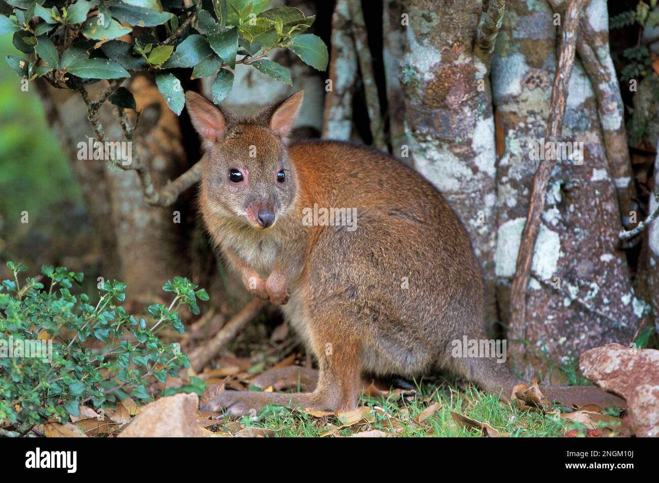 Red-necked Pademelon hiding under a small tree. Stock Photo