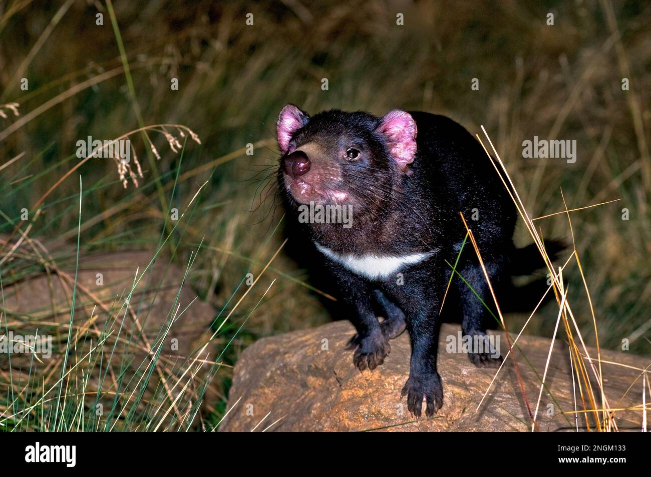 Tasmanian devil, Sarcophilus harrisii, carnivorous marsupial in the