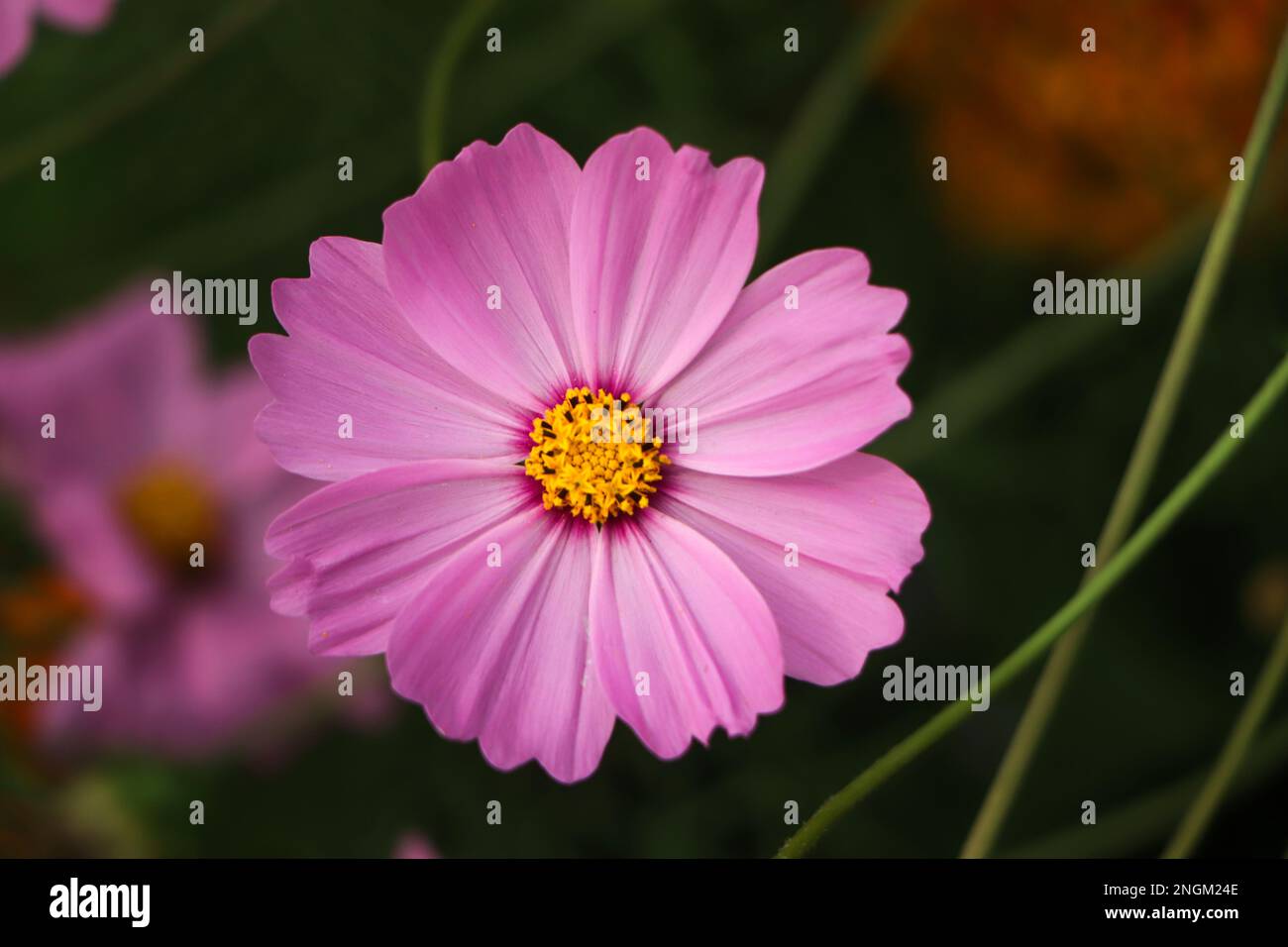Cosmos flower blurred background hi-res stock photography and images ...