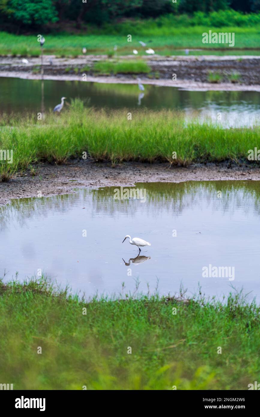 Hong Kong Wetland Park, 2022 Stock Photo - Alamy