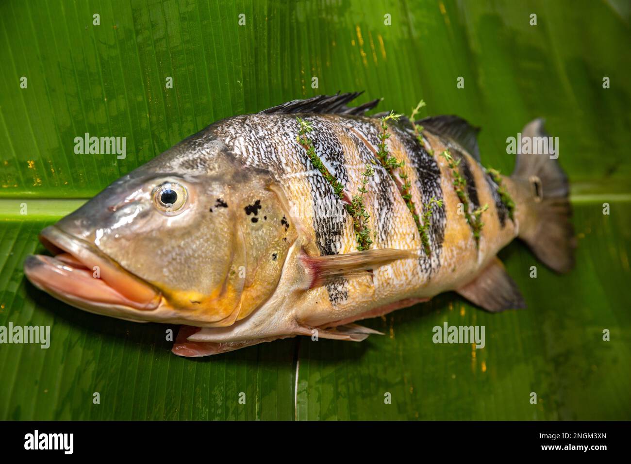 Wild Tucunaré tropical fish (Cichla ocellaris). Freshwater Amazonian fish closeup Stock Photo