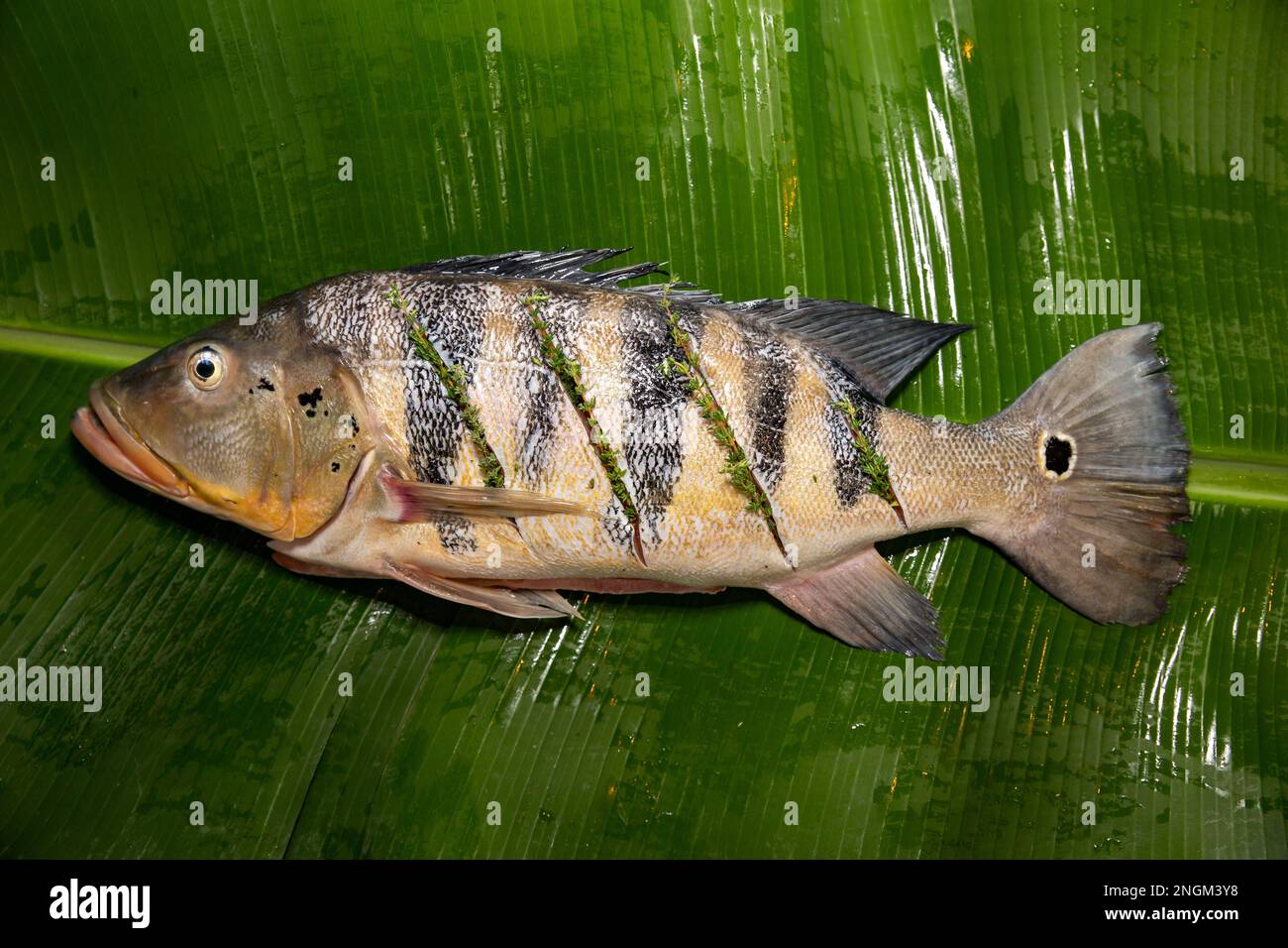 An angler admires a 20 1/2 pound peacock bass caught on a Banjo minnow lure  from a lagoon in Brazil's  River Basin Stock Photo - Alamy