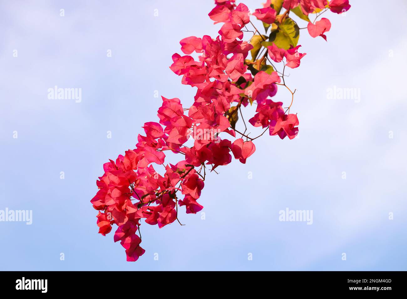 Abstract natural Pink flowers background, spring and summer tropical pink, purple flowers. Stock Photo