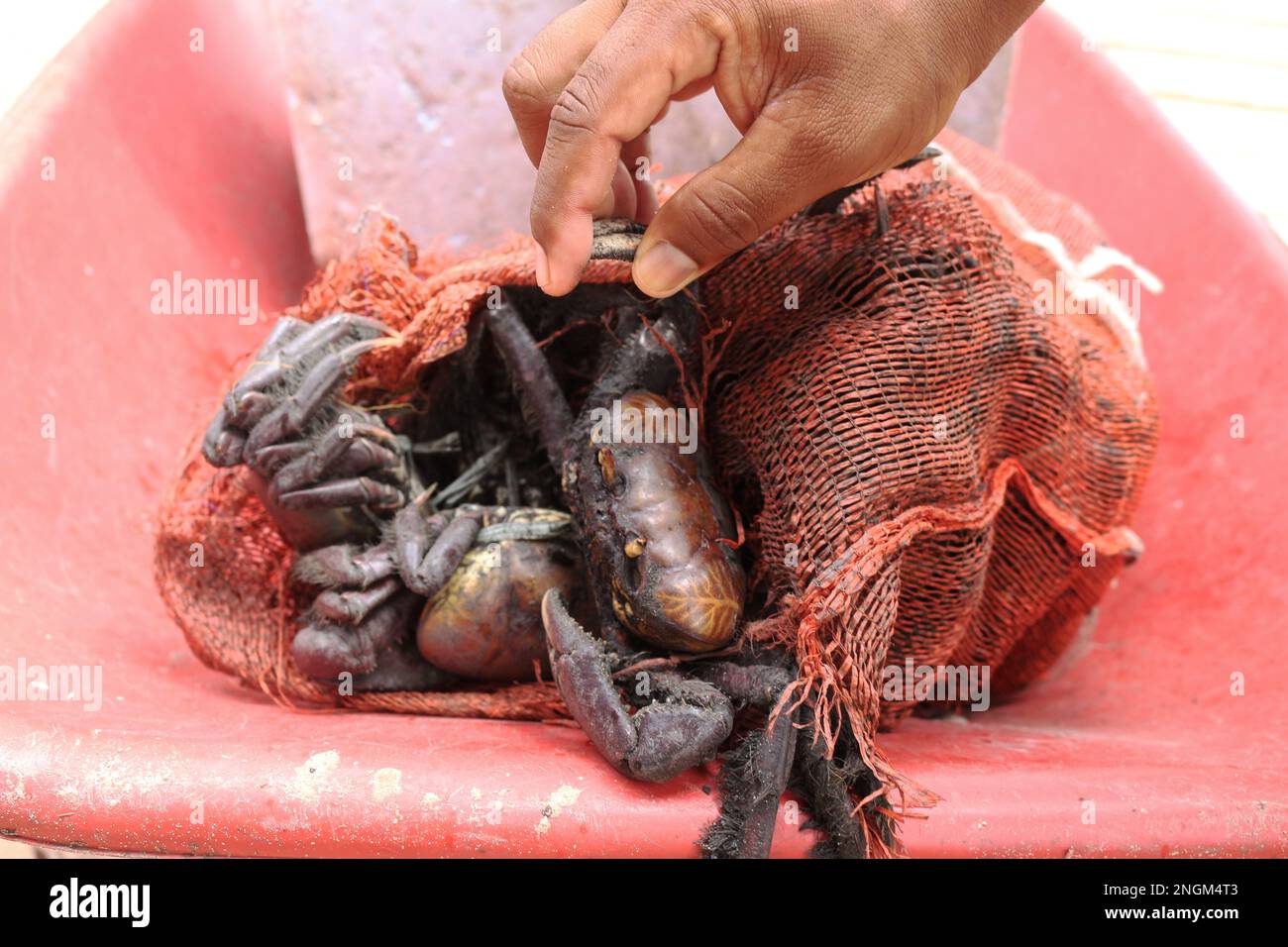 mangrove crab in bag for transport. quite common food in mangrove regions. Stock Photo