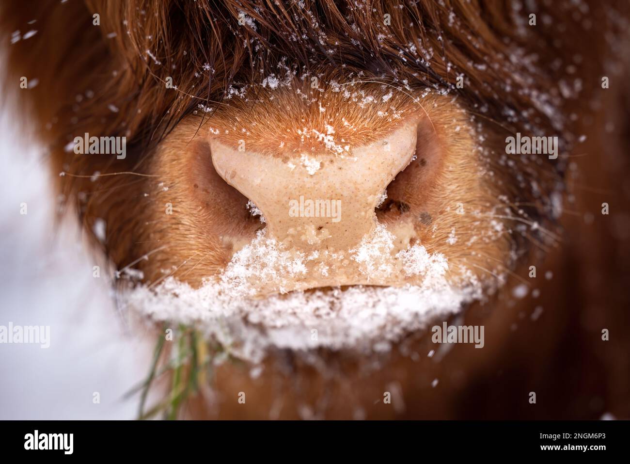 Close up of a nose and mouth of a brown majestic Highland Cattle with snow in Germany in a cold winter in a snow storm Stock Photo