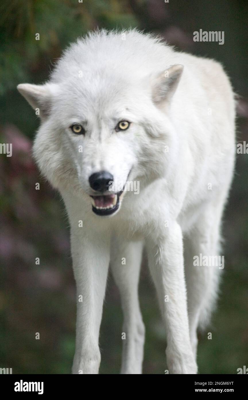 An Arctic Wolf paces and stares at the International Wolf Center, Ely, Minnesota. Stock Photo