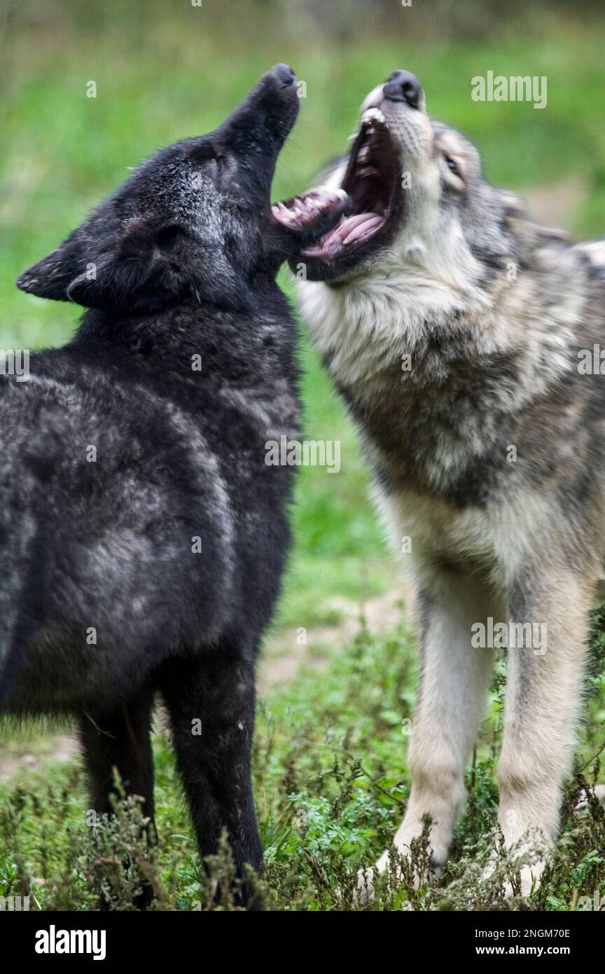 Gray wolves of the Great Plains sub species bark and play at the International Wolf Center, Ely