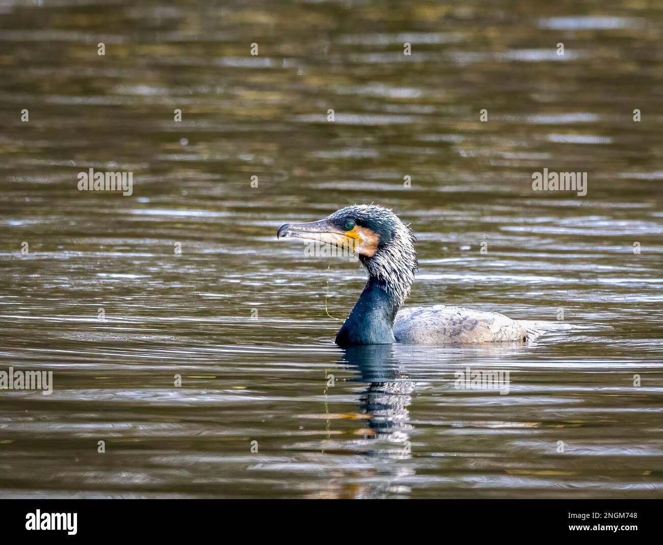 A Cormorant, (Phalacrocorax carbo), swimming on a freshwater lake in