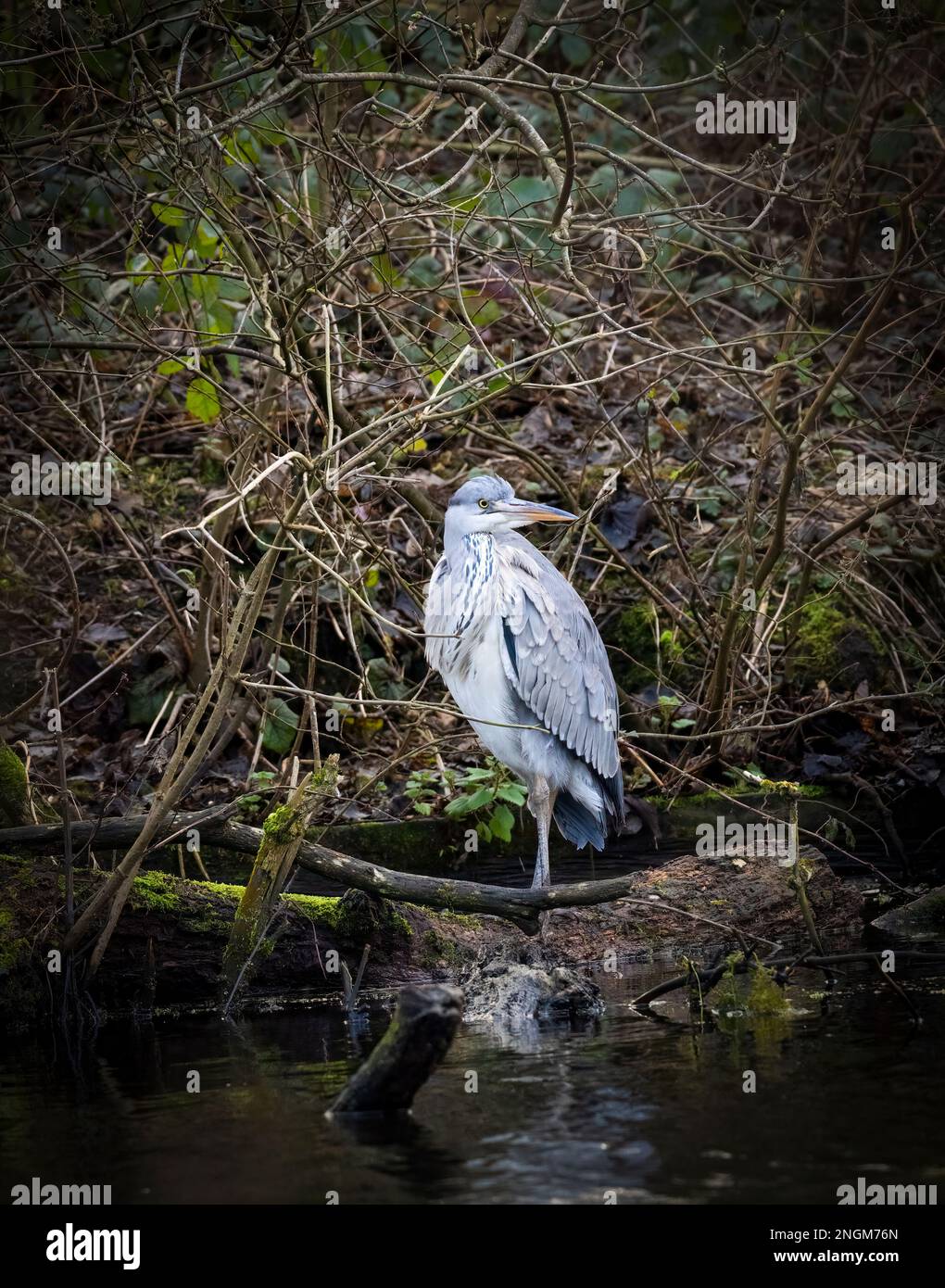 A Grey Heron, (Ardea cinerea), standing amongst roots and branches at the edge of a lake in Stanley Park, Blackpool, Lancashire, UK Stock Photo