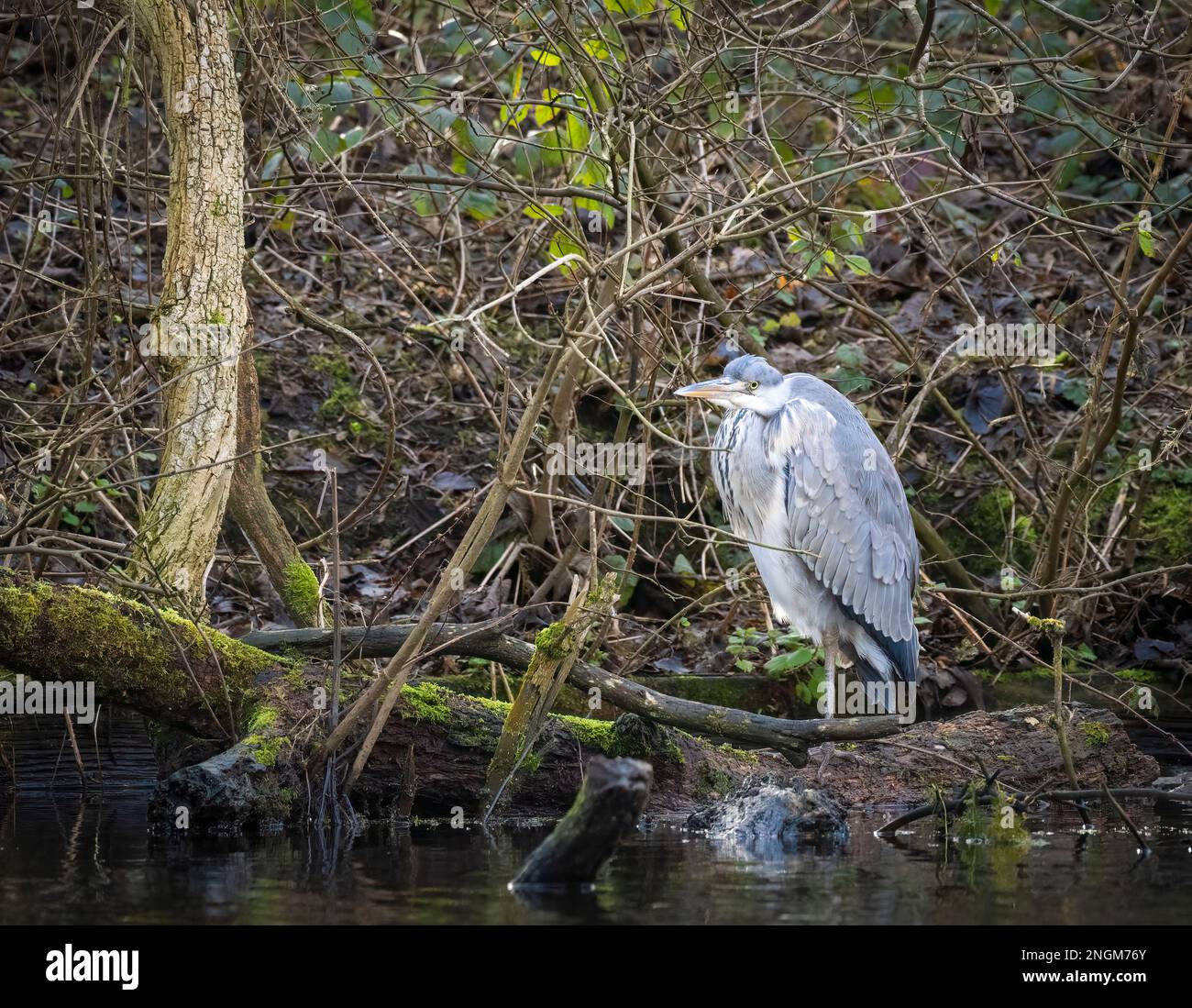 A Grey Heron, (Ardea cinerea), standing amongst roots and branches at the edge of a lake in Stanley Park, Blackpool, Lancashire, UK Stock Photo