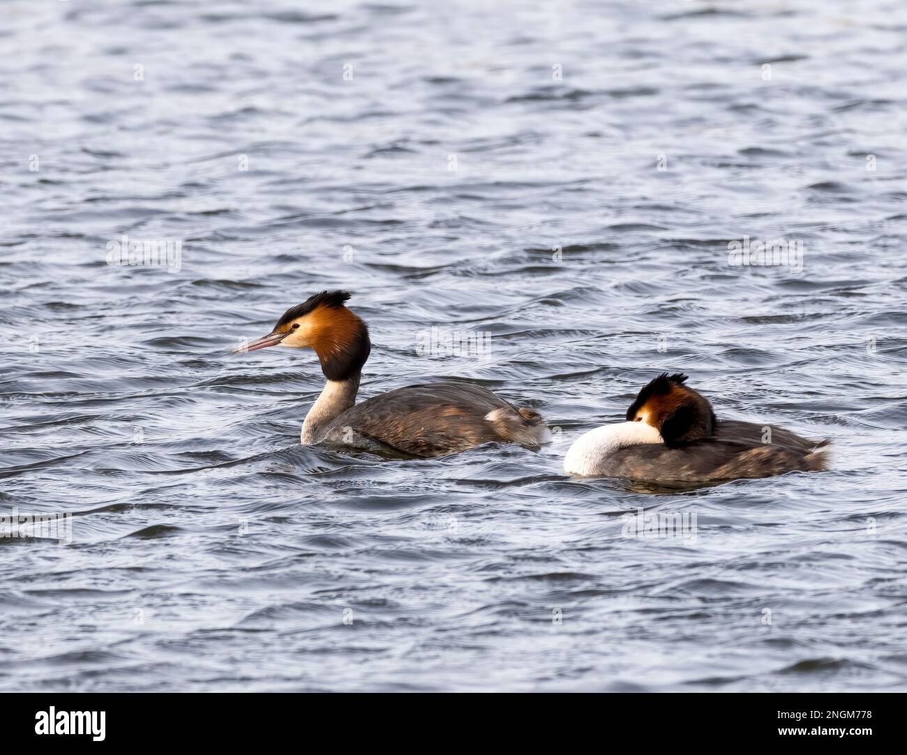 A pair of elegant Great Crested Grebes, (Podiceps cristatus), on a lake in Fleetwood, Blackpool, Lancashire, UK Stock Photo