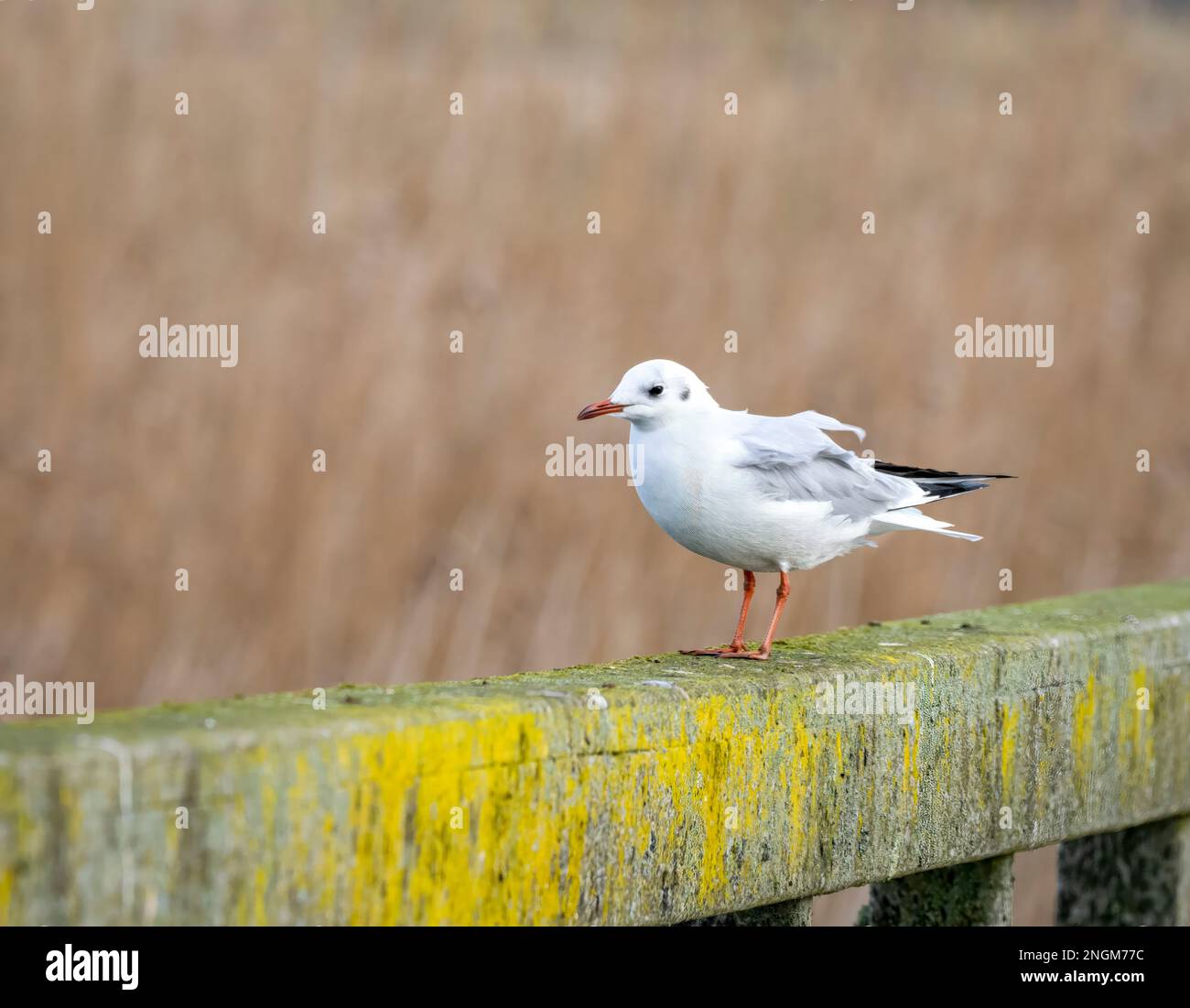 A Mediterranean Gull, (Larus melanocephalus), in winter plumage and standing on a moss covered wooden fence Stock Photo