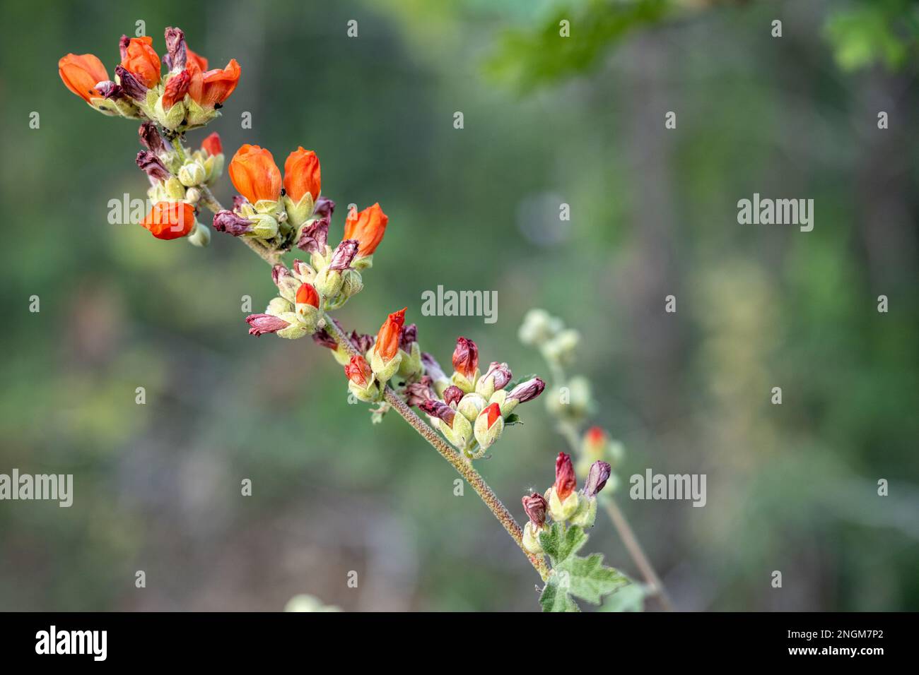 Branch of Globemallow Flowers Stretch Across Image with selective focus Stock Photo