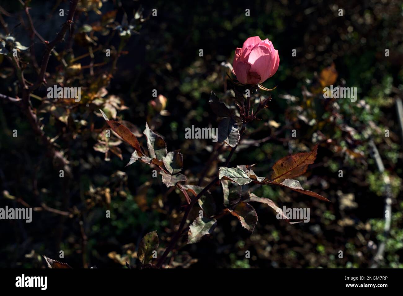 Pink roses in bloom in a bush seen up close Stock Photo - Alamy
