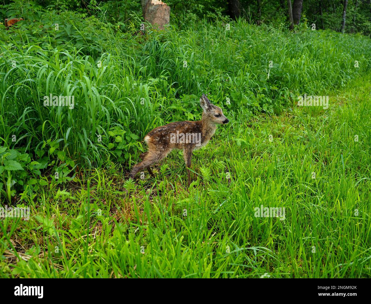 Roe fawn stretching in the grass next to a forest in Bavaria Stock Photo