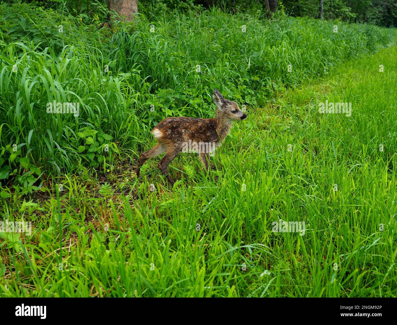 Roe deer fawn (Capreolus capreolus) standing in the grass neer a forest in Bavaria Stock Photo