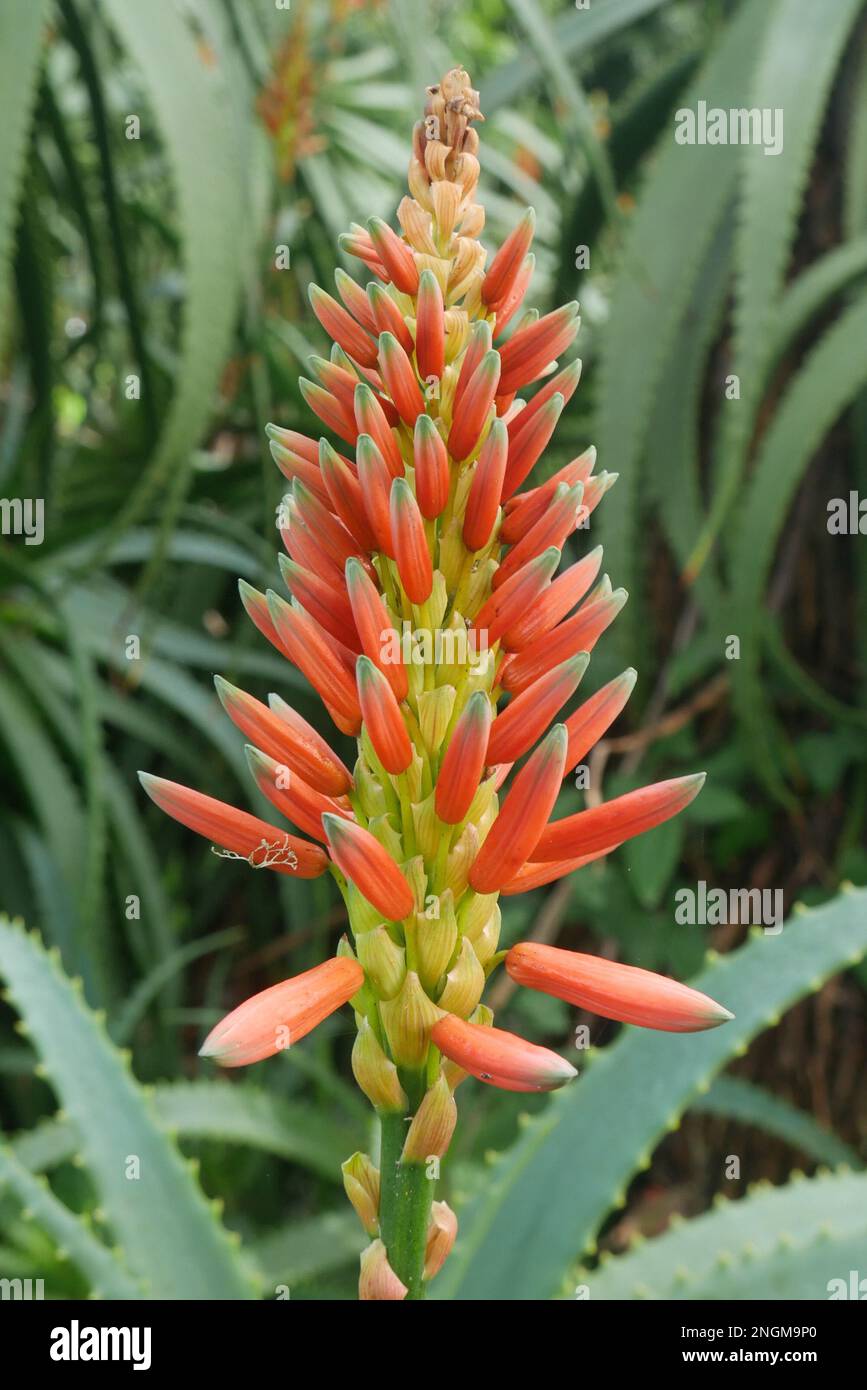A Candelabra Aloe growing in the San Francisco Botanical Garden has a