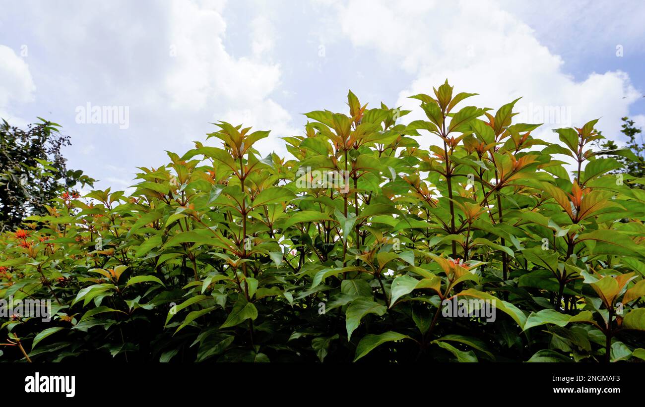 Beautiful natural background with clear sky with plant Hamelia patens also known as Fire bush, Redhead, Scarletbush, Scarlet, Texas Firecracker Bush Stock Photo