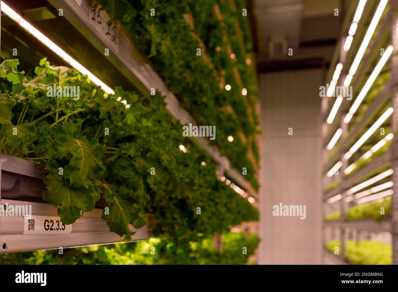 Adult and young microgreens on the shelves on different racks on the ...