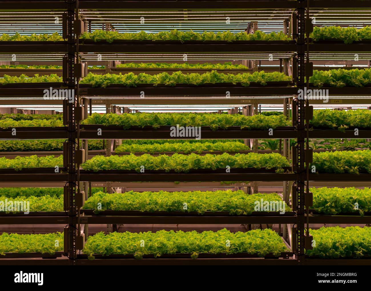 Shelving vertical farm growing plants indoors in the evening Stock