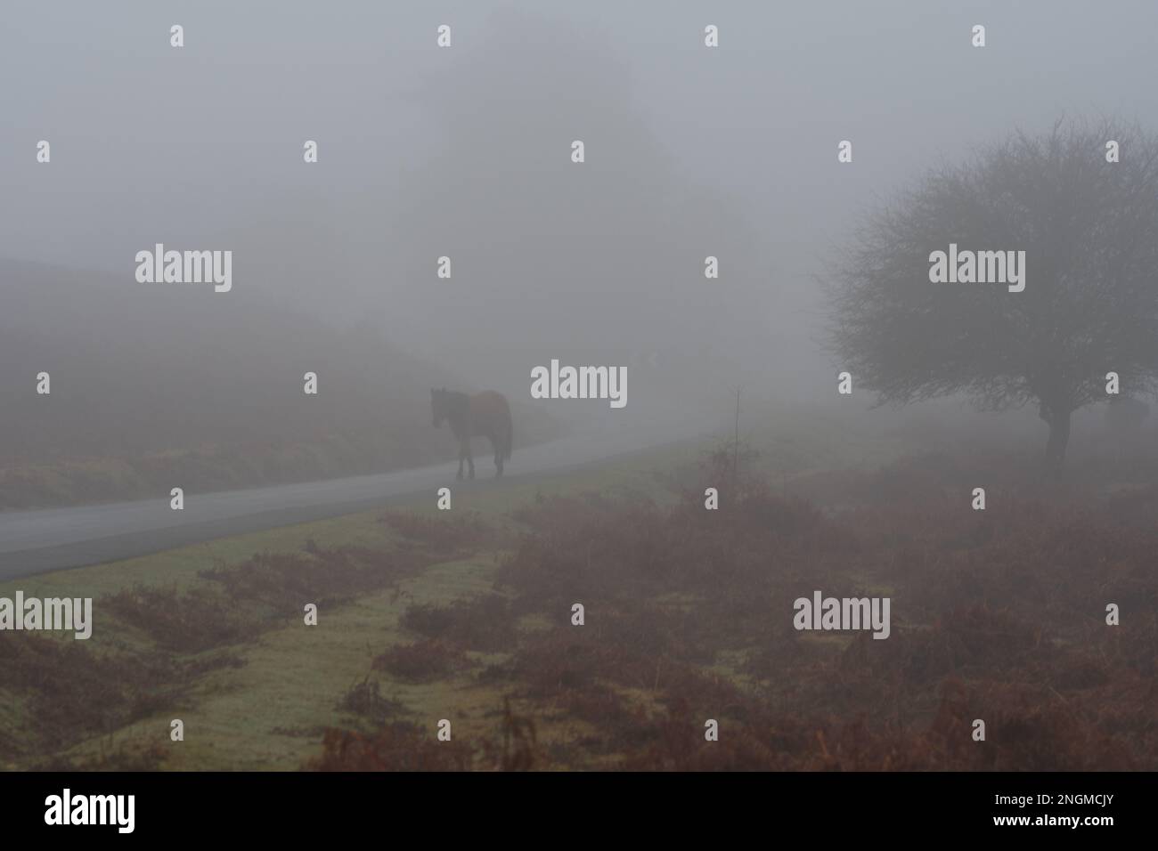 Pony road new forest hi-res stock photography and images - Alamy