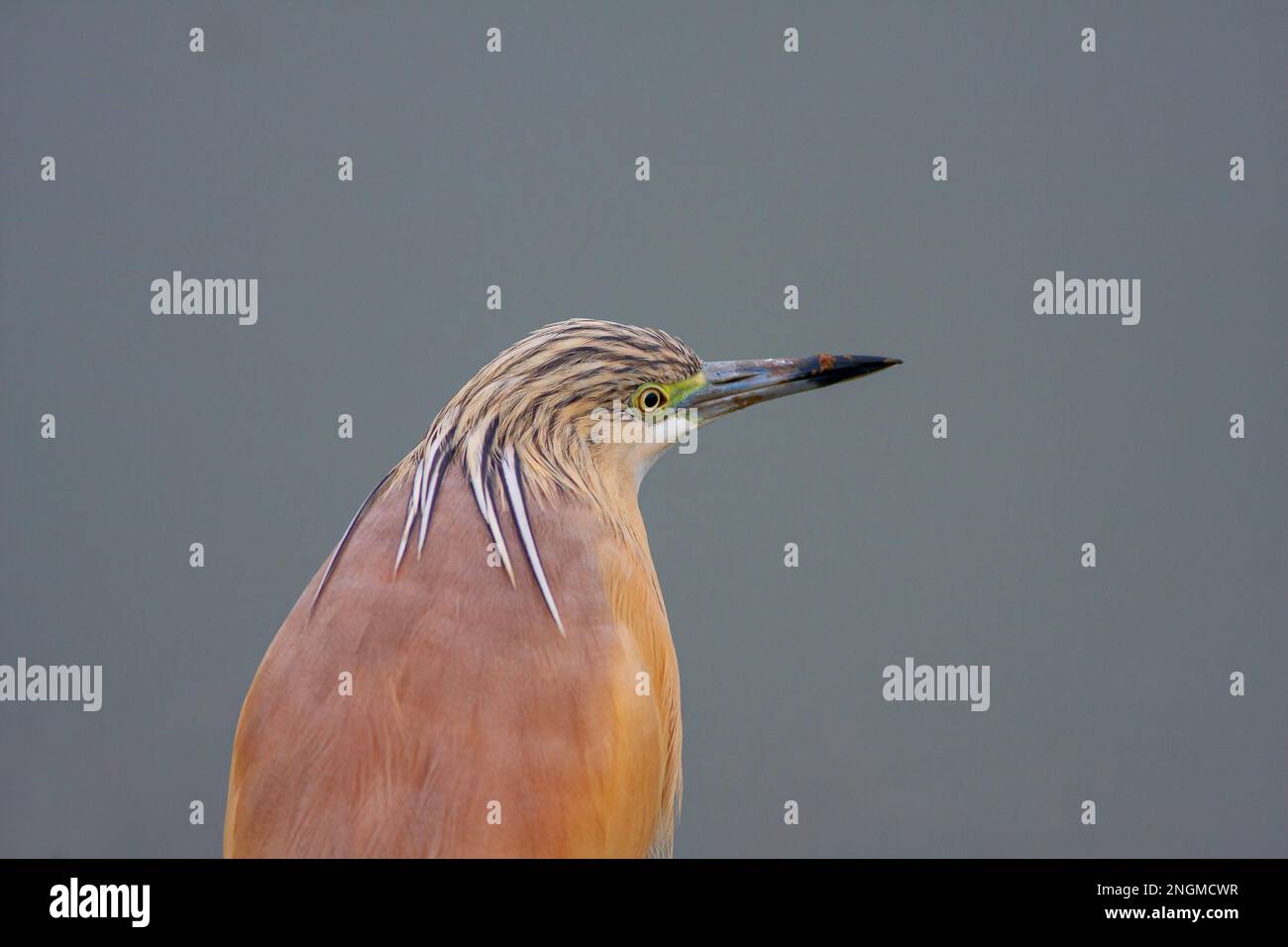 big water bird on grass, Squacco Heron, Ardeola ralloides Stock Photo