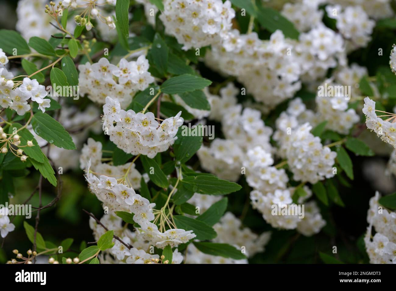 Spiraea chamaedryfolia or germander meadowsweet or elm-leaved spirea white flowers with green background. Magnificent shrub Spiraea chamaedryfolia Stock Photo