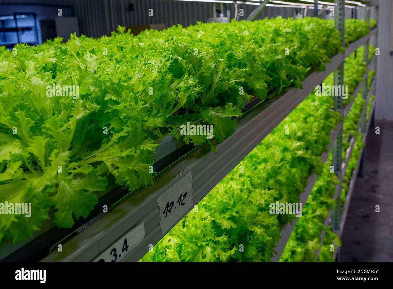 Leaves of microgreen lettuce plants on the shelves of racks on the ...