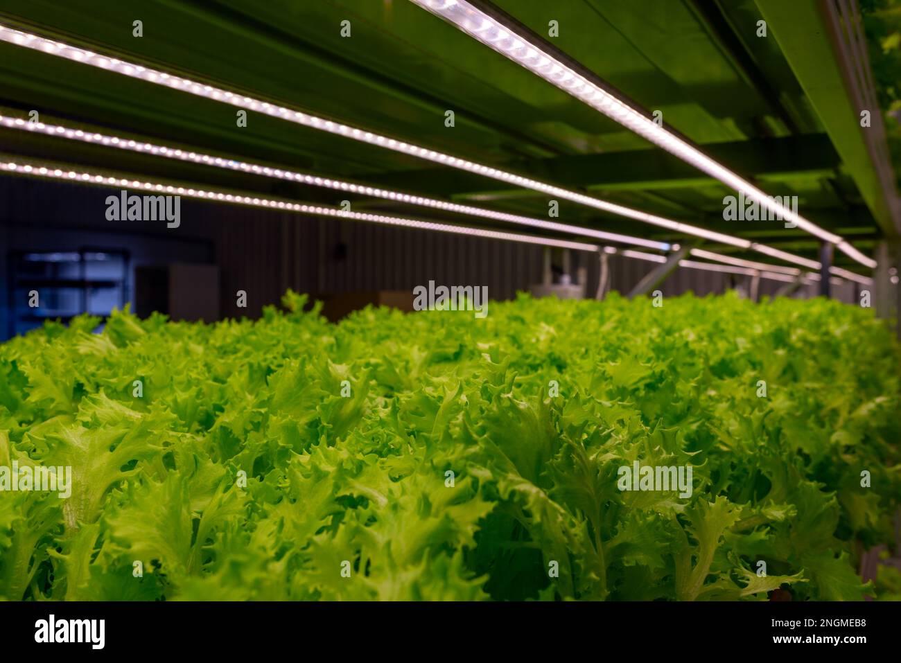 Leaves of microgreen lettuce plants on the shelves of racks on the ...