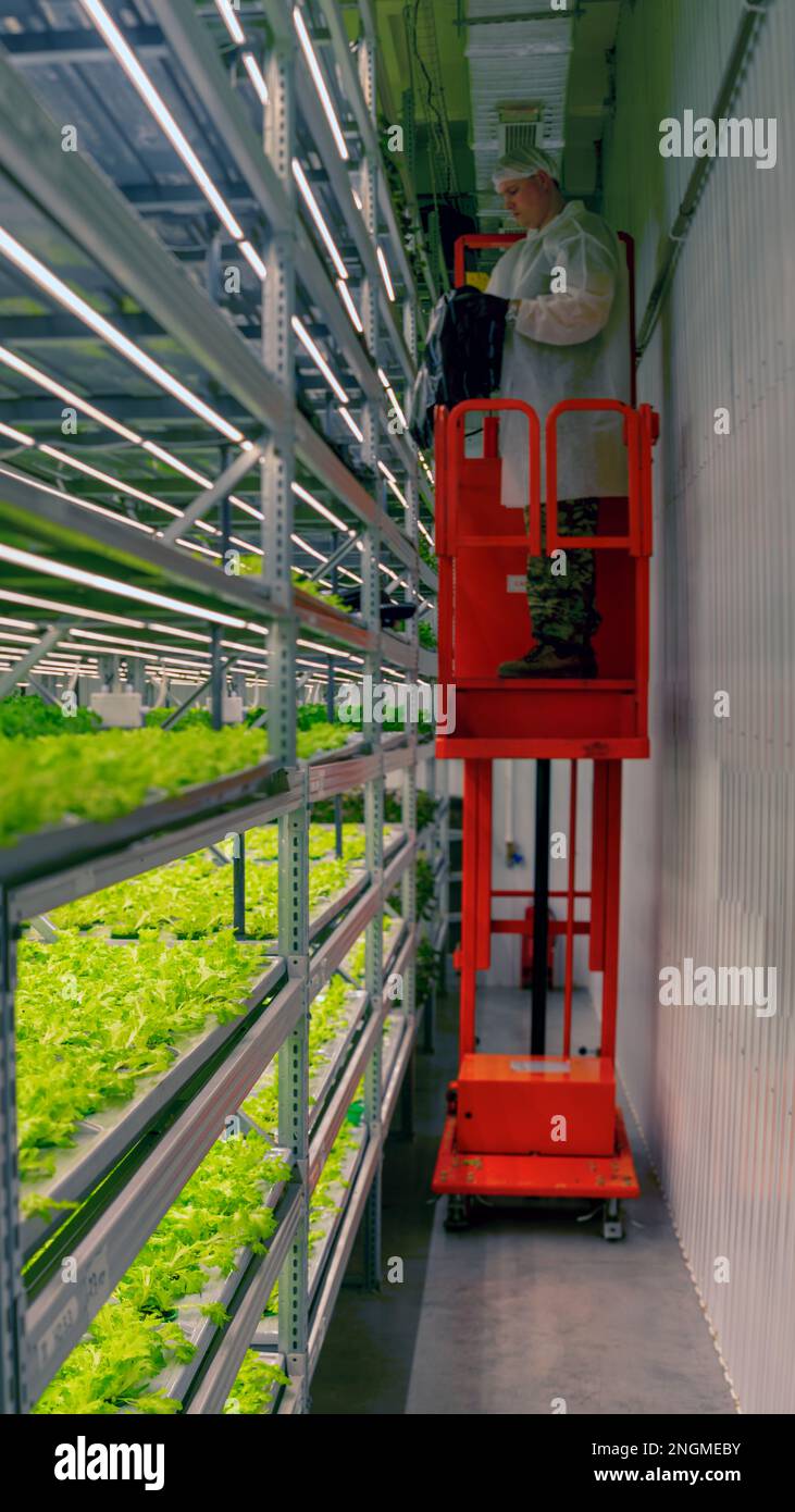 A male worker in a white coat maintains a rack of hydroponic vertical ...