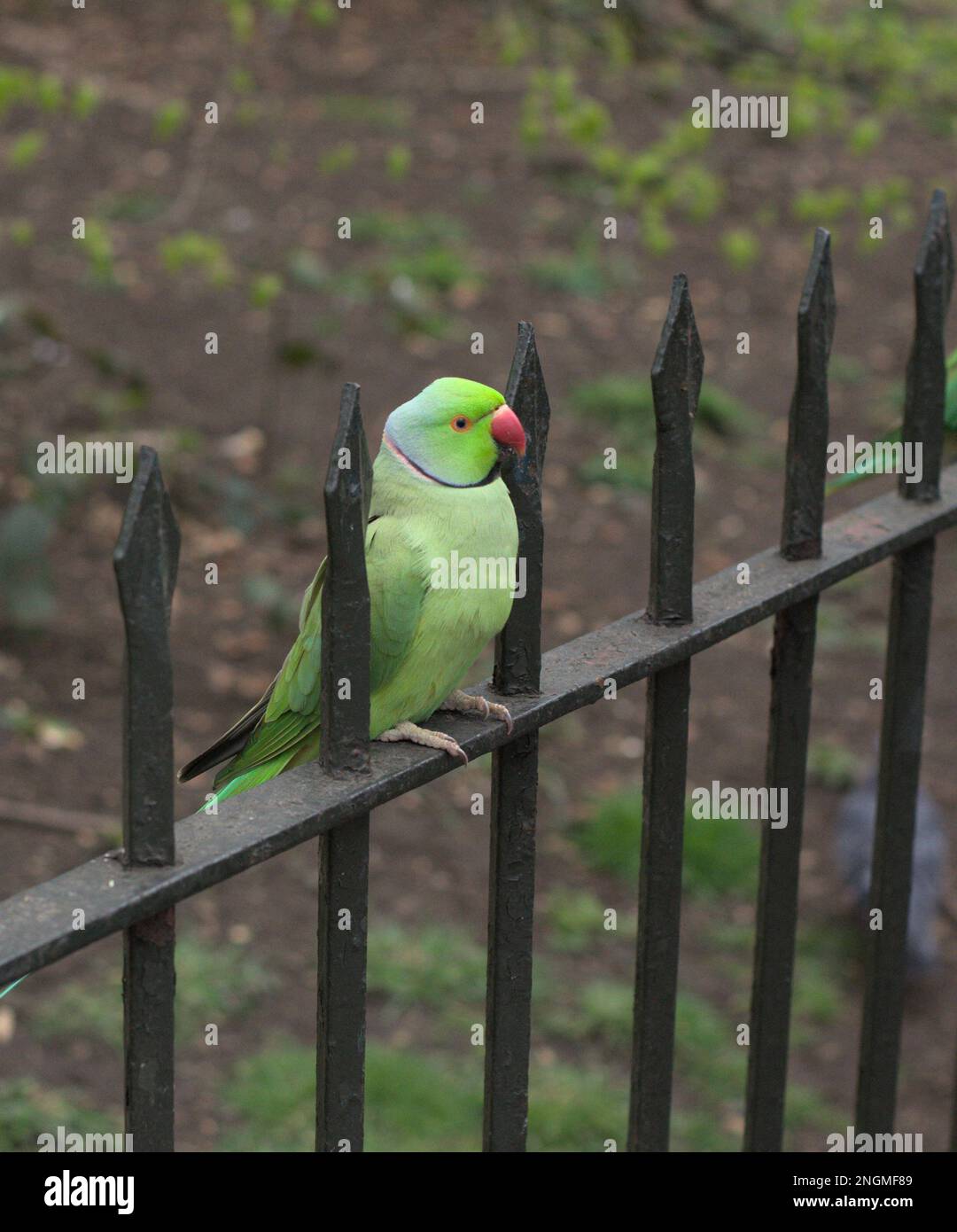 A small bird perches on a wooden fence, glancing to the side Stock Photo