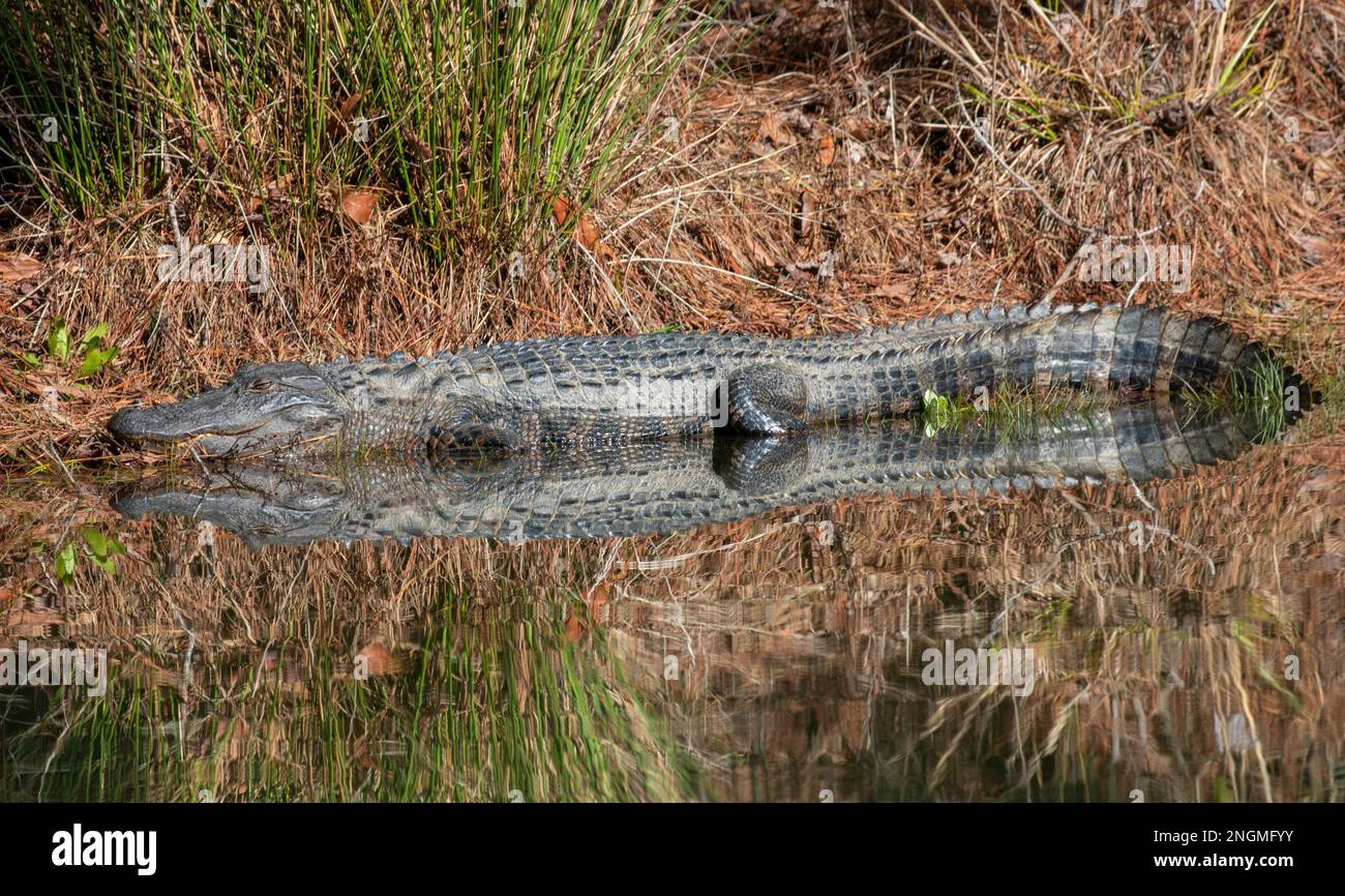 North American Alligator near a pond in North Carolina Stock Photo - Alamy