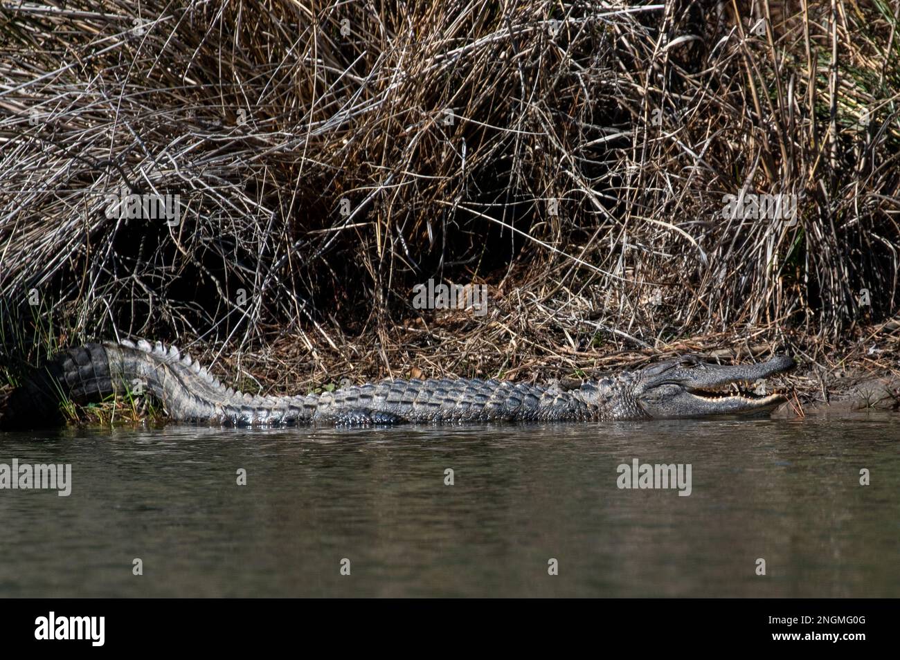 North American Alligator near a pond in North Carolina Stock Photo Alamy